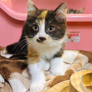 物怖じしない子✦人にも猫にもそれなりに馴染みます