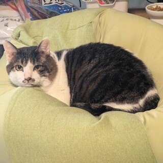 人馴れ修行中 5歳「えんくん」