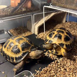 ロシアリクガメ　男の子と女の子　2匹