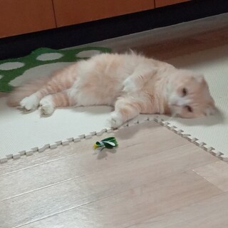 スコティッシュ耳折れ♂