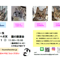 いつもへそ天 猫の譲渡会