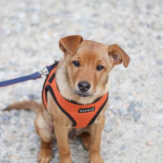 元気いっぱいの男の子　マーチ君♪