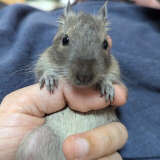 デグーの赤ちゃん（ブルー女の子）