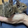 デグーの赤ちゃん（アグーチ男の子） サムネイル2