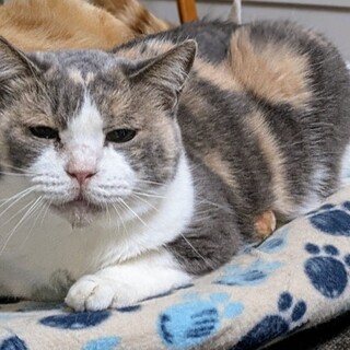 パステル三毛の女子　人馴れ✕　