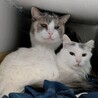 パステル三毛の女子　人馴れ✕　 サムネイル4