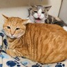 パステル三毛の女子　人馴れ✕　 サムネイル5