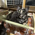 サビ猫　メス　２才くらい