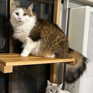 ノルウェージャンフォレストキャットみたいな長毛