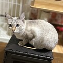 シャム風　メス　1〜2才くらい　うさぎのしっぽ
