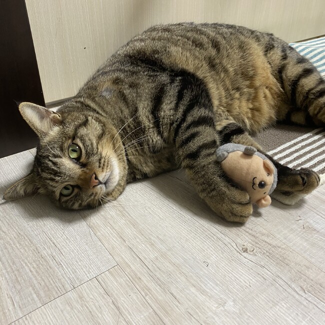 またたび仙人のカバー写真