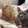 ビビチャミ