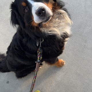 甘えん坊バーニーズ♂