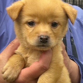 25-M127　赤ちゃんワンコです！！