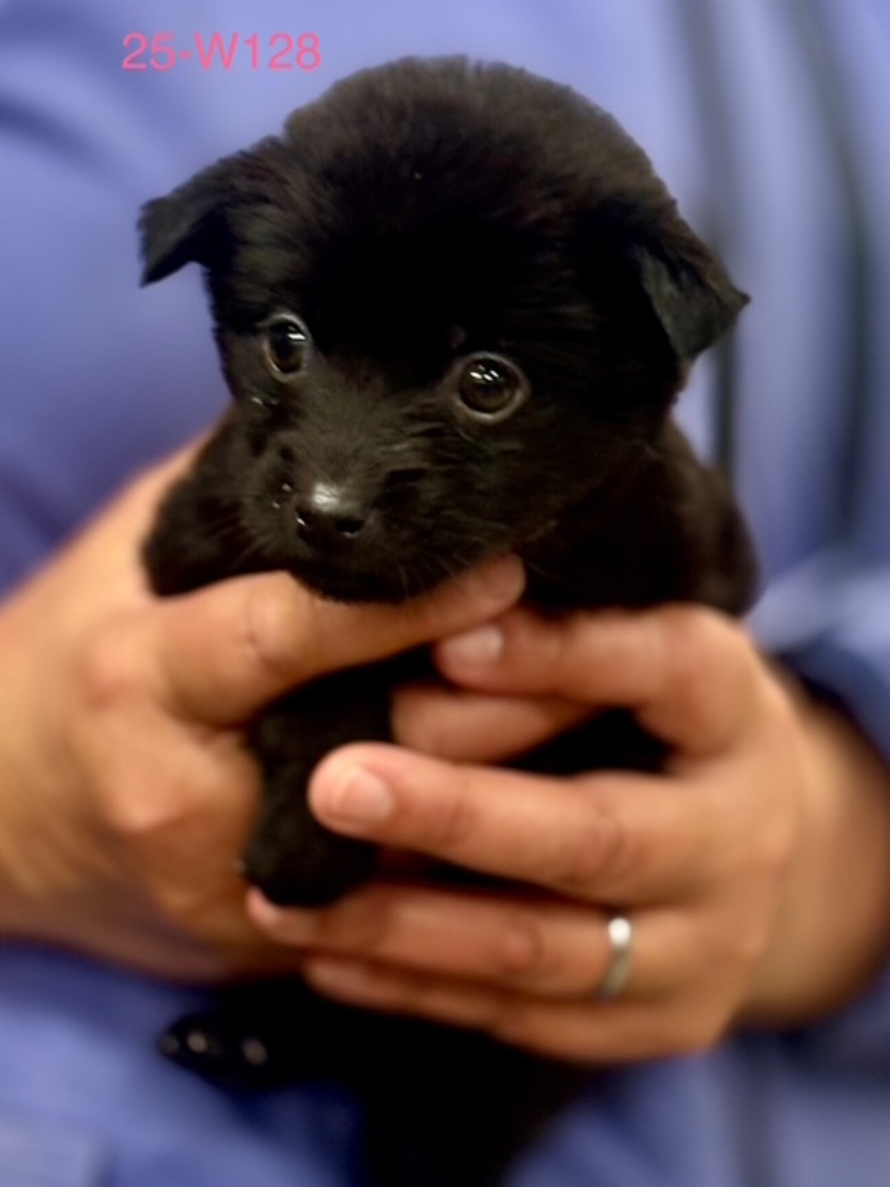 8匹わんこの大家族様 25-W128 赤ちゃん」滋賀県 - 犬の里親募集(515115) :: ペットの