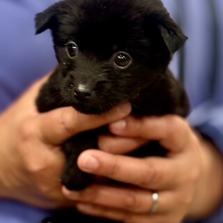 25-W128　赤ちゃんワンコです！！