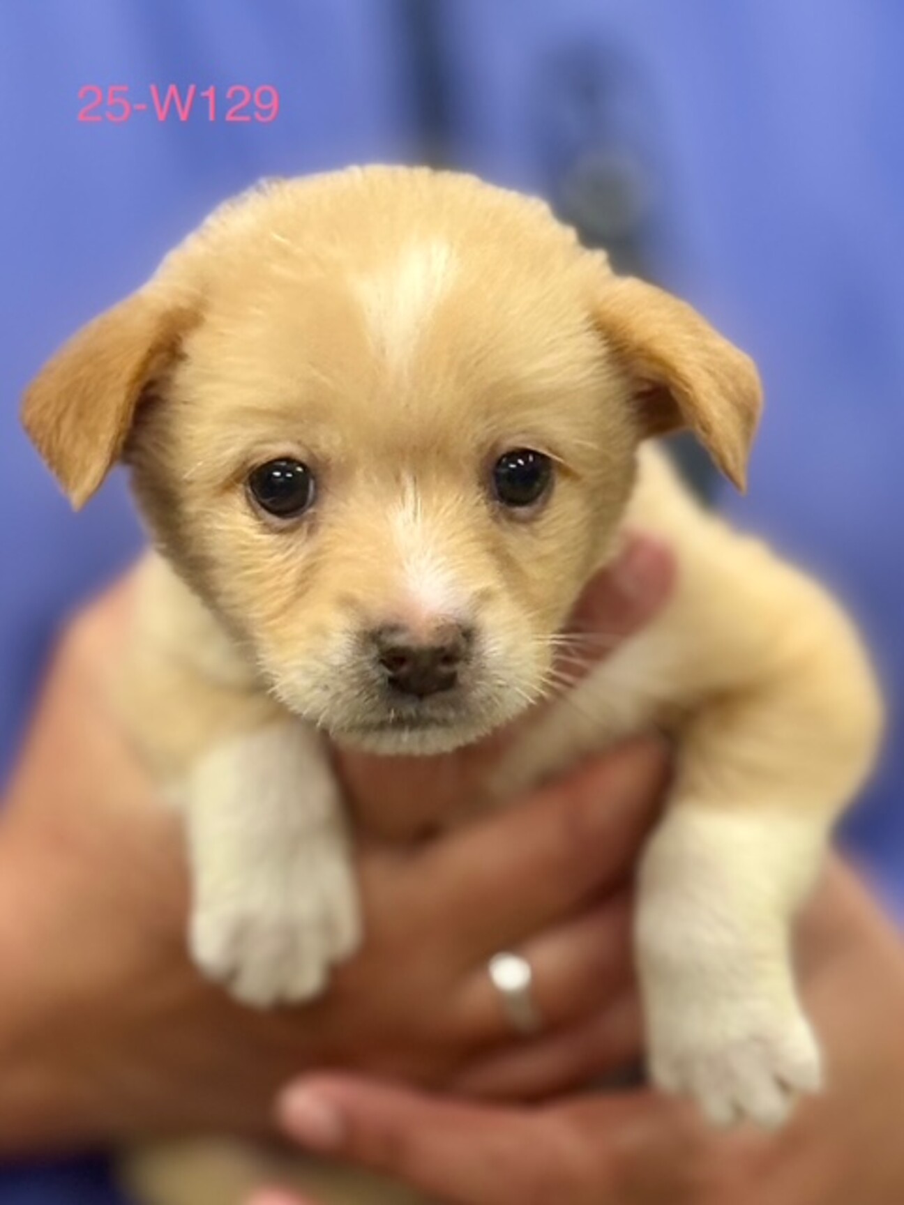 根付　親子犬 牙彫 洋犬根付 - 古好屋