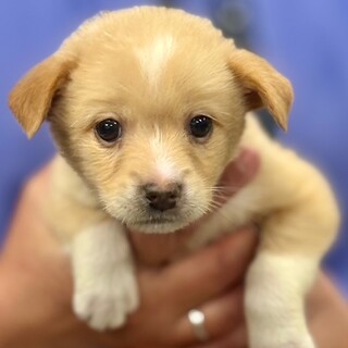 25-W129　赤ちゃんワンコです！！