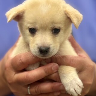 25-M130　赤ちゃんワンコです！！