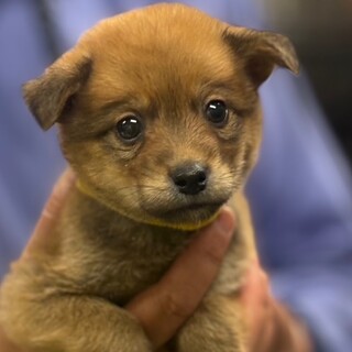 25-W131　赤ちゃんワンコです！！