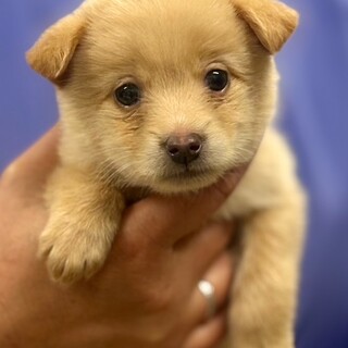 25-W132　赤ちゃんワンコです！！