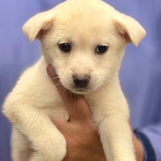 25-W133　赤ちゃんワンコです！！