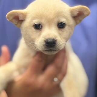 25-W134　赤ちゃんワンコです！！