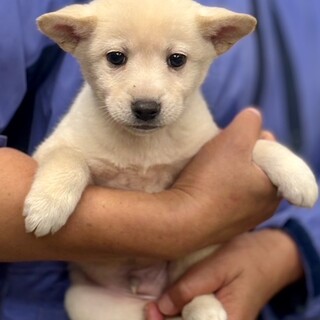 25-M135　赤ちゃんワンコです！！