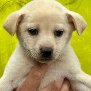 25-M136　赤ちゃんワンコです！！