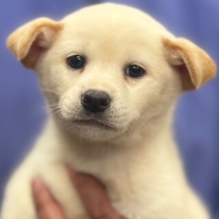 25-M137　赤ちゃんワンコです！！