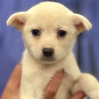 25-W138　赤ちゃんワンコです！！