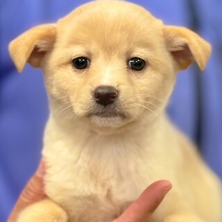 25-W139　赤ちゃんワンコです！！