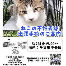 出張不妊去勢手術(千葉市中央区)