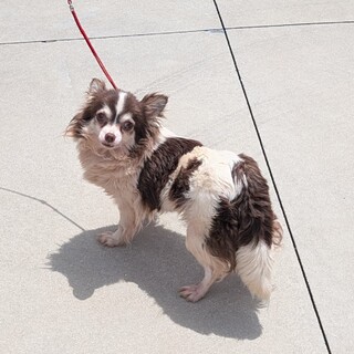 チワワの女の子