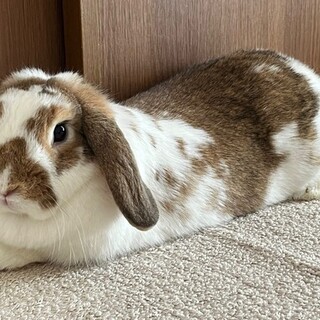 ホーランドロップの女の子(4歳)