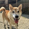 おっとりパジョくん