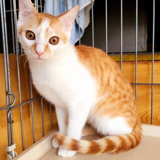 茶白　かわいいコック君♪　オス