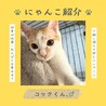 茶白　かわいいコック君♪　オス サムネイル6
