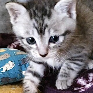 授乳から育てた超甘えん坊グレーサバトラのミル君