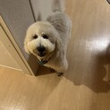 スタンダードプードル