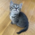 元気いっぱいキジ子猫「ほのか」ちゃん
