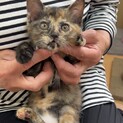 無邪気で可愛いサビちゃん