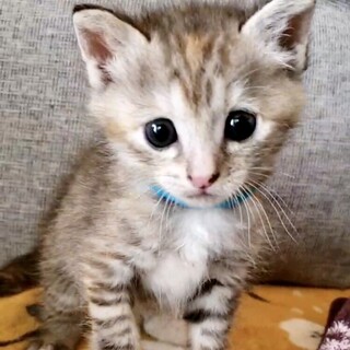 授乳から育てた甘えっ子パステルサビのミラ姫