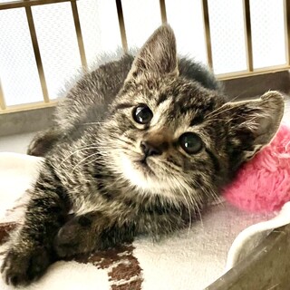 超‼甘えっ子で人が大好き懐っこいイズミ姫