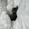 ねおにぃ