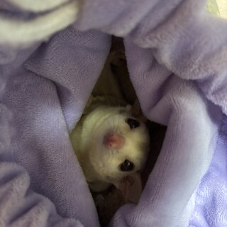 フクロモモンガ　クリミノ　妊娠中？