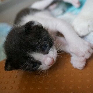 ノノちゃんが子猫を産みました。