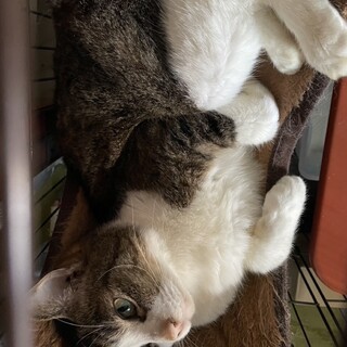 人懐っこく甘えん坊なぽっちゃり癒し系