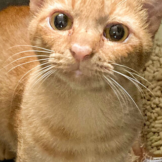 【7/27⭐️泉大津にて譲渡会】参加猫プリンちゃん