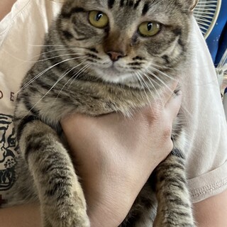 【3/22⭐️泉大津にて譲渡会】参加ももかちゃん